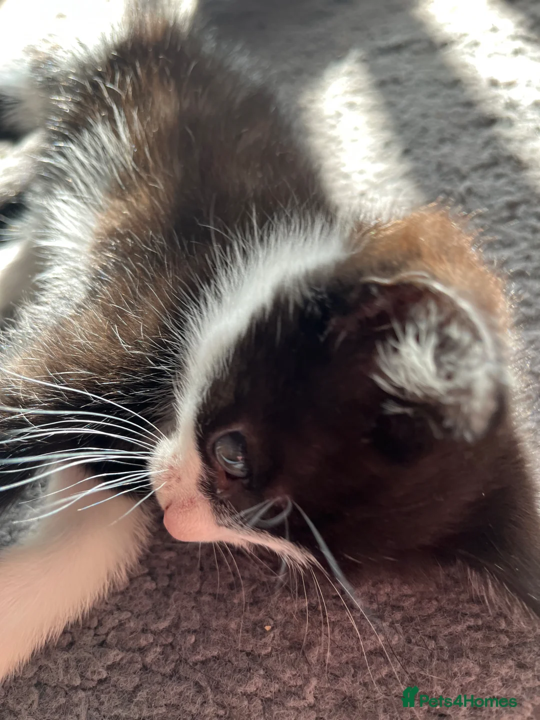 Mixed Breed cats for sale: Kittens looking for their forever home - Advert 8