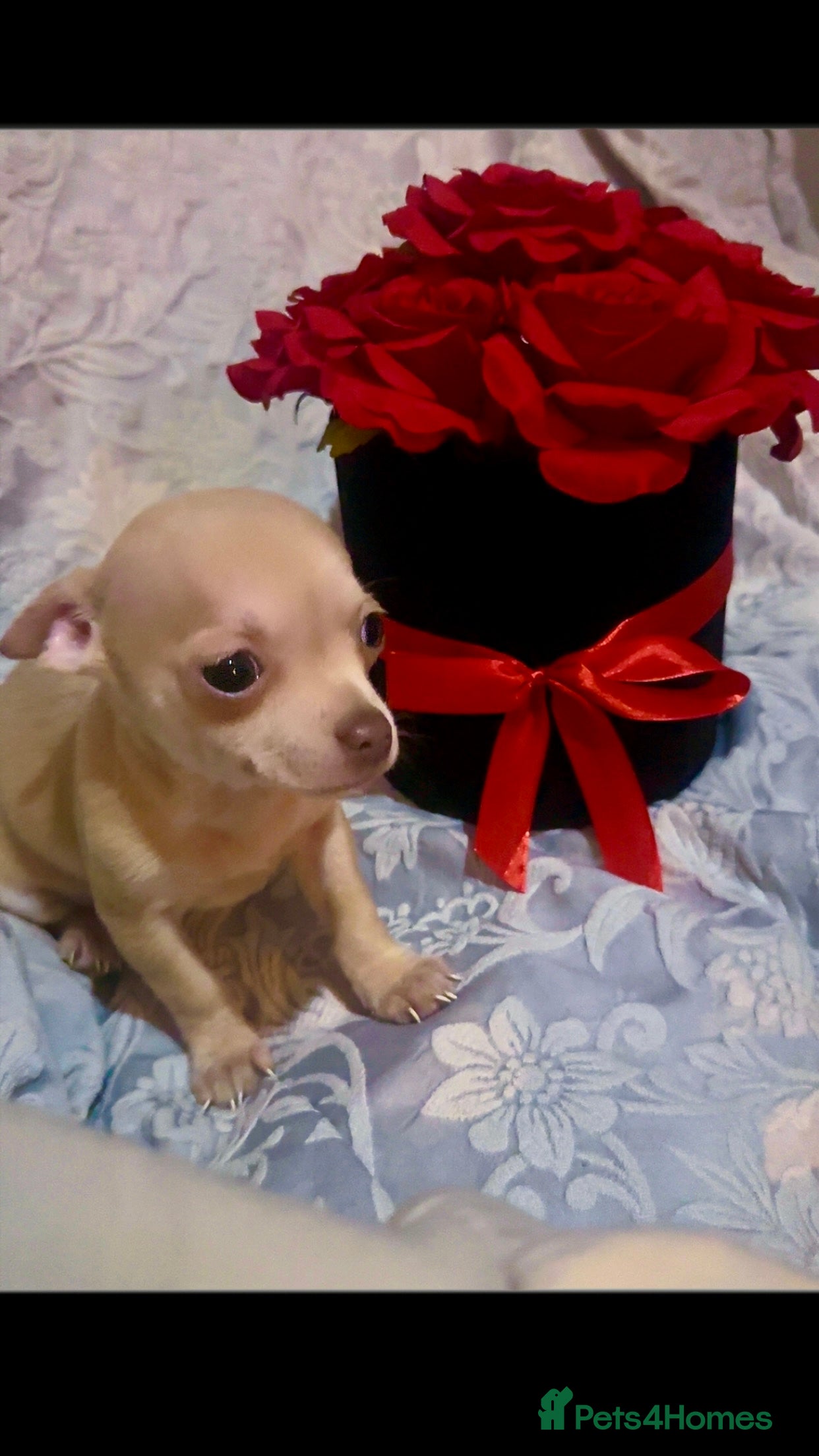 Chihuahua dogs 2 gorgeous pedigree chihuahua boys ready now 💙 - Advert 15