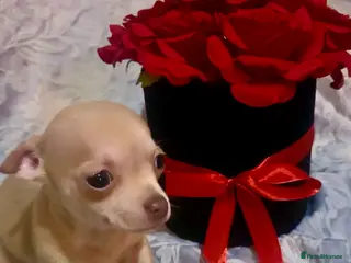 Chihuahua dogs 2 gorgeous pedigree chihuahua boys ready now 💙 - Advert 1