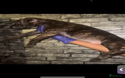 Presa Canario dogs for sale: Beautiful presa canario puppies!! - Advert 6