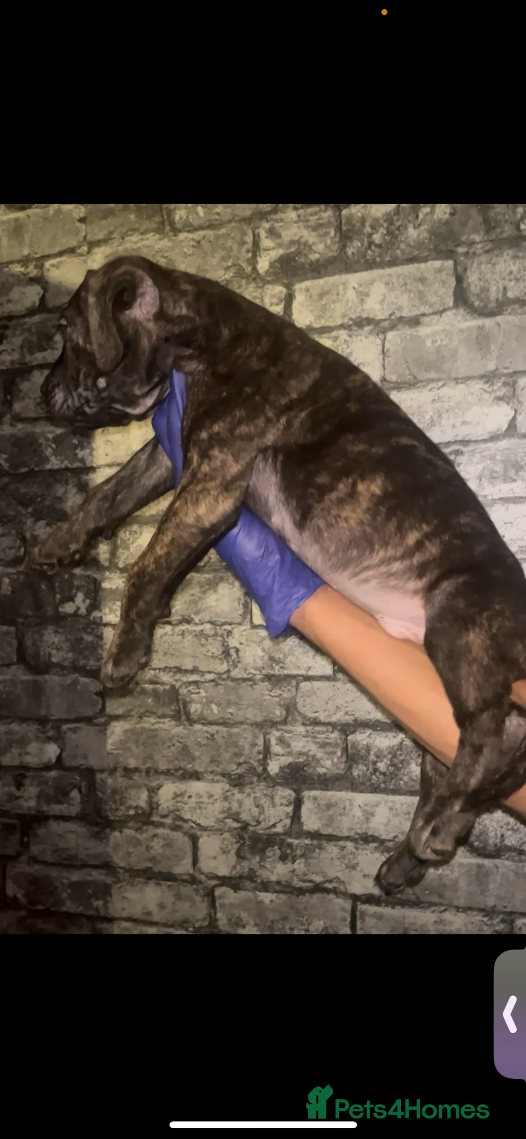 Presa Canario dogs for sale: Beautiful presa canario puppies!! - Advert 6