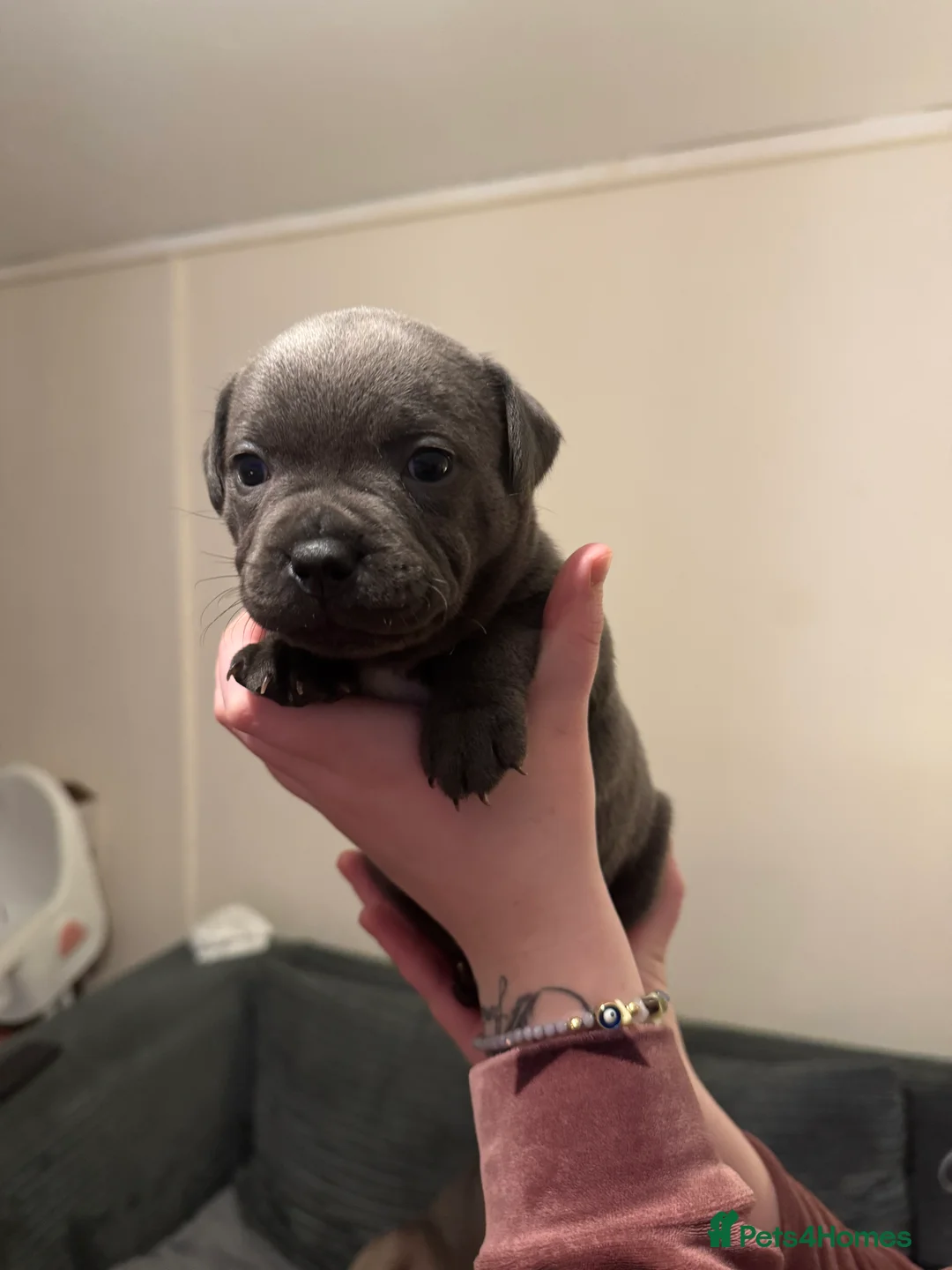 Staffordshire Bull Terrier dogs for sale: Blue Staffordshire bull terrier pups - Advert 3