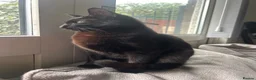 Mixed Breed cats for sale: 5 Kittens mixed breed in Dukinfield - Advert 1
