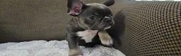 French Bulldog dogs for sale: French bulldog boy - Advert 3
