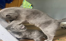 British Shorthair cats for sale: 3 British shorthair kittens  - Image 8