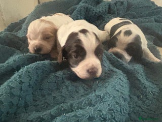 Sprocker dogs F1 Gorgeous sprocker Puppies, unique markings. - Advert 1