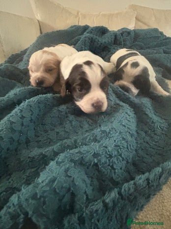 Sprocker dogs - Advert 1