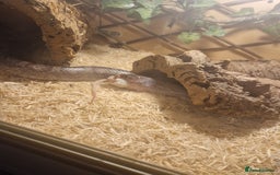 Corn Snake reptiles for sale: 5ft corn snake and viv - Advert 10