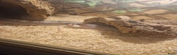 Corn Snake reptiles for sale: 5ft corn snake and viv - Advert 10