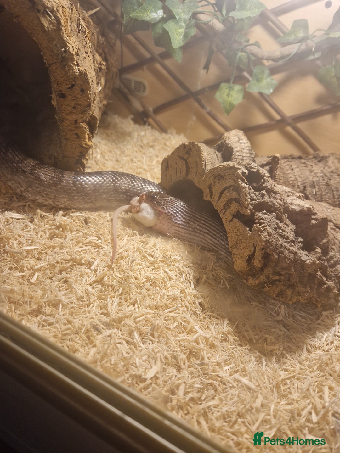 Corn Snake reptiles for sale: 5ft corn snake and viv - Advert 10
