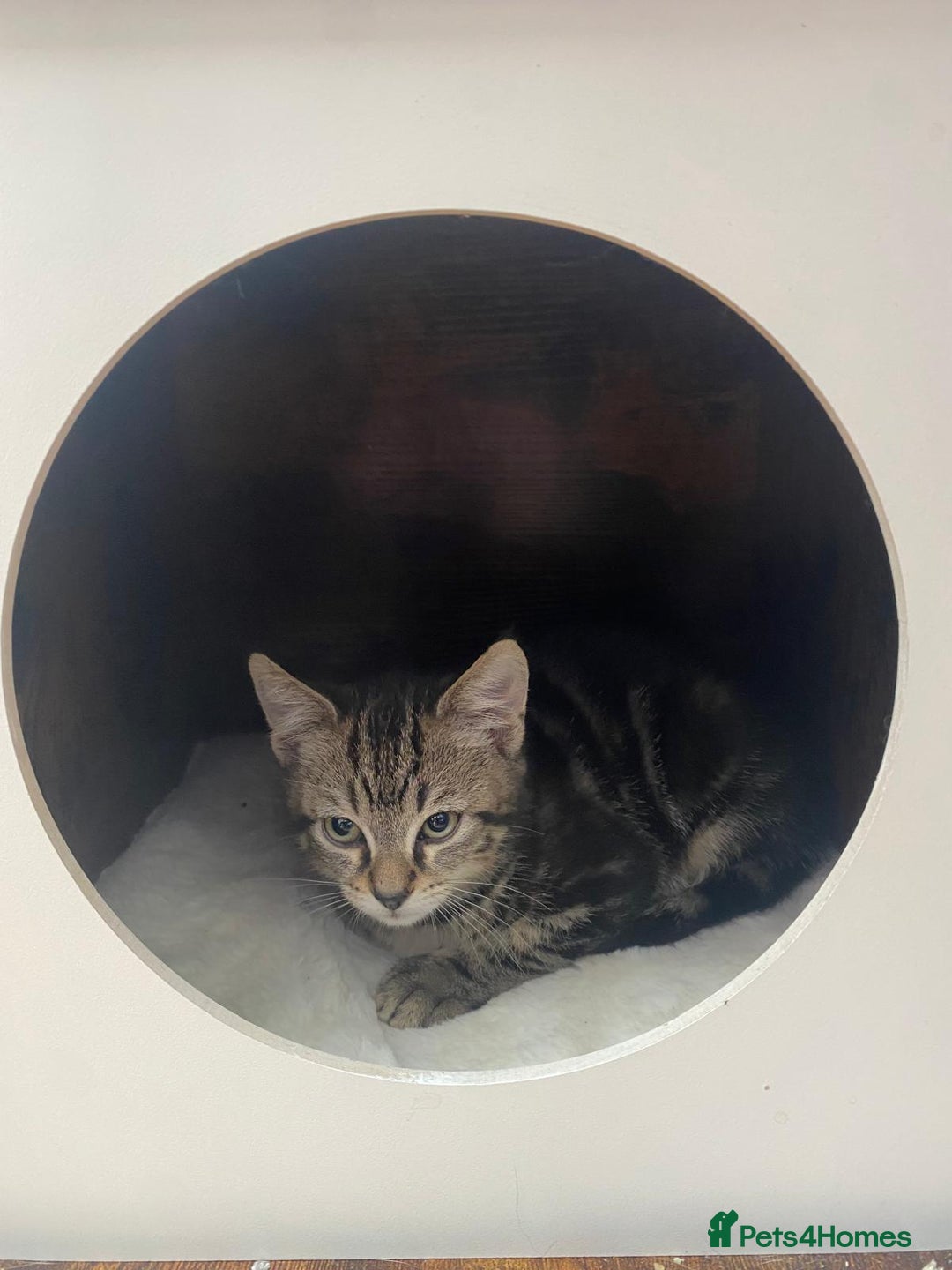 Domestic Shorthair cats for sale: 11 week old kittens ready for their forever homes - Advert 9