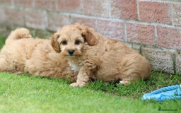 Cockapoo dogs for sale: Beautiful Cockapoo puppies for sale - Image 11