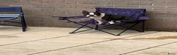 Boston Terrier dogs for stud: Boston Terriers for Stud  - Advert 6