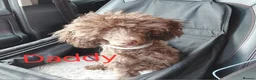 Cavapoo dogs for sale: Beautiful cavapoo in Egremont - Advert 4
