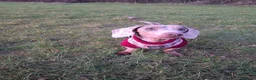 Dachshund dogs for sale: Female dachshund  in Washington - Advert 5