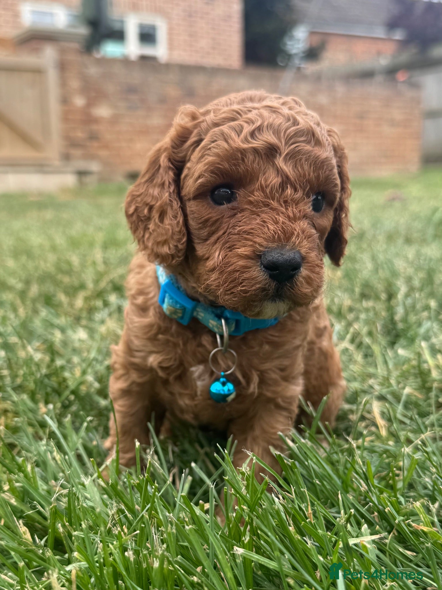Cavapoo dogs 🐾 F1b male cavapoo 🐾 - Advert 2
