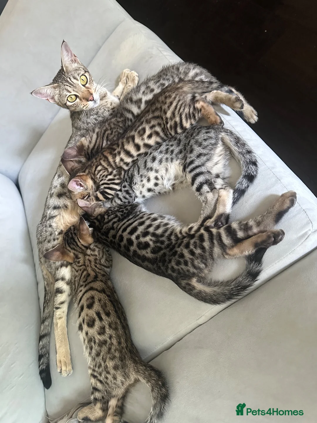 Bengal cats for sale: Bengal X Savannah kittens  in Feltham - Advert 1