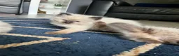 Ragdoll cats for sale: Stunning fur purebred ragdolls - Advert 29