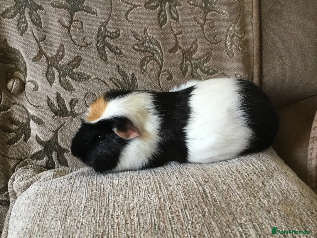 Guinea Pig rodents for sale: Selection of adult females and male - Advert 6