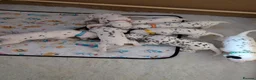 Dalmatian dogs for sale: Dalmatian puppies  - Advert 3
