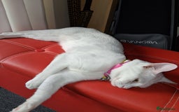 Khao Manee cats for sale: Khao Manee Diamond Eye cat White all over - Image 2
