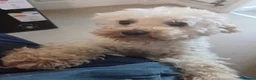 Jackapoo dogs for sale:  🐶 Jackapoo For Rehoming – Loving Home Wanted 🐶 - Advert 2