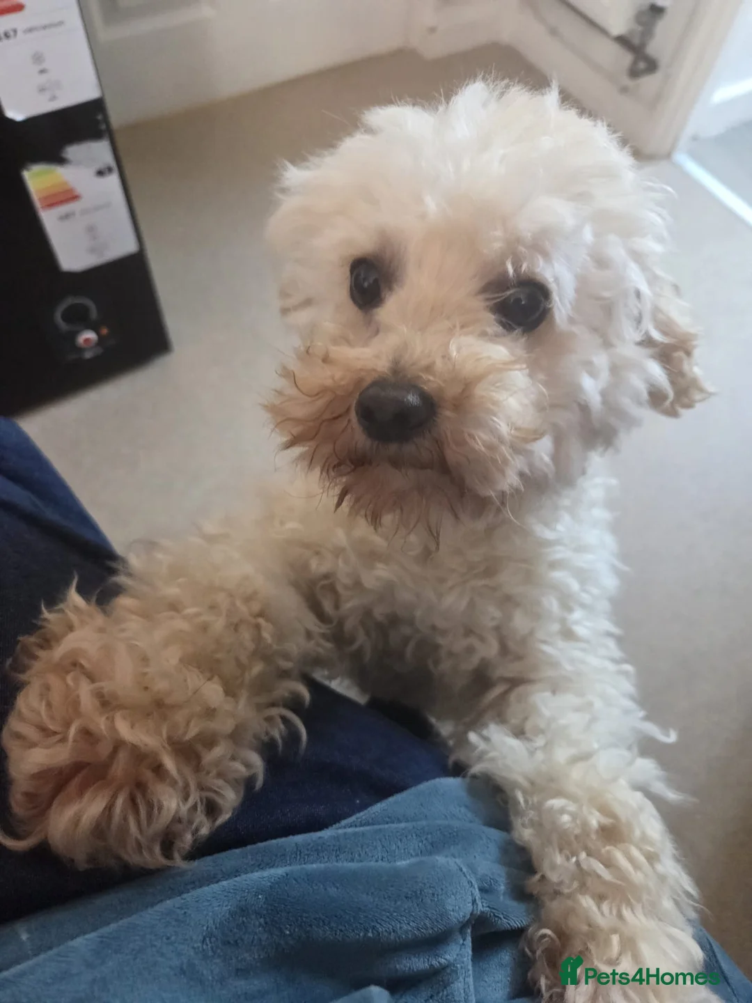 Jackapoo dogs for sale:  🐶 Jackapoo For Rehoming – Loving Home Wanted 🐶 - Advert 2
