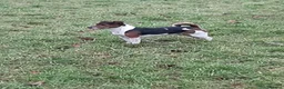 Jack Russell dogs for sale: Tri coloured JackRussell Terriers for sale - Advert 4