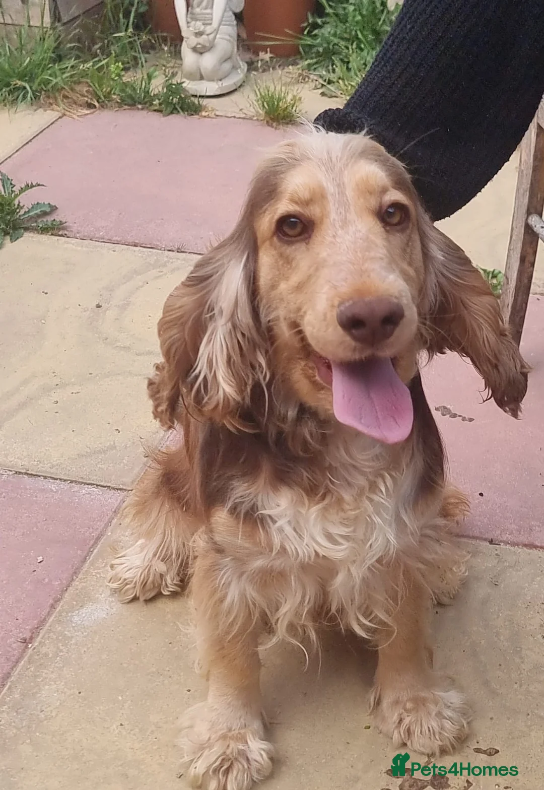 Cocker Spaniel dogs for sale: Beautiful Cocker spaniel female  - Advert 2