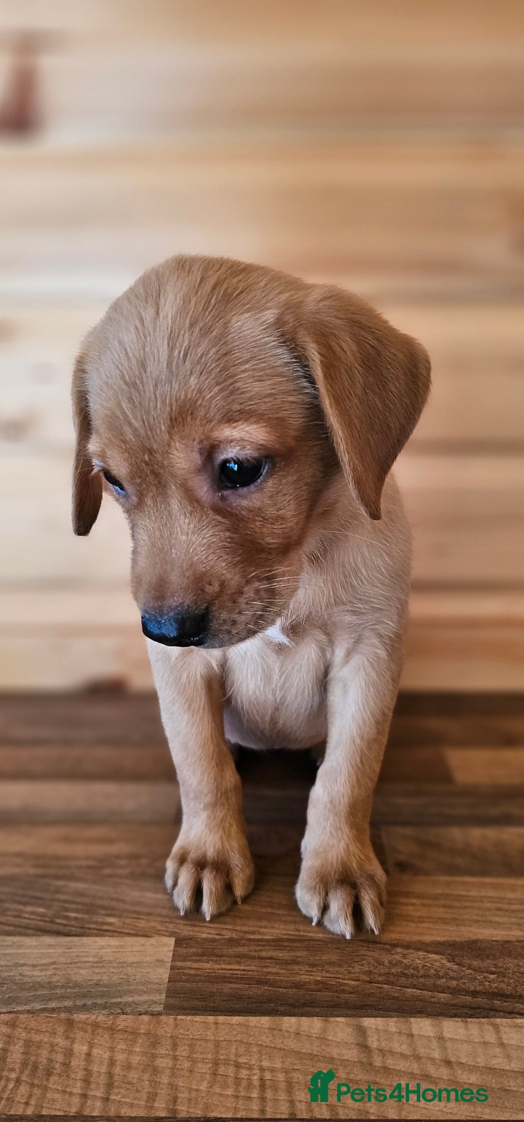 Labrador Retriever dogs for sale: ONLY 1 BEAUTIFUL KC FOX RED GIRL LAB AVAILABLE - Image 6