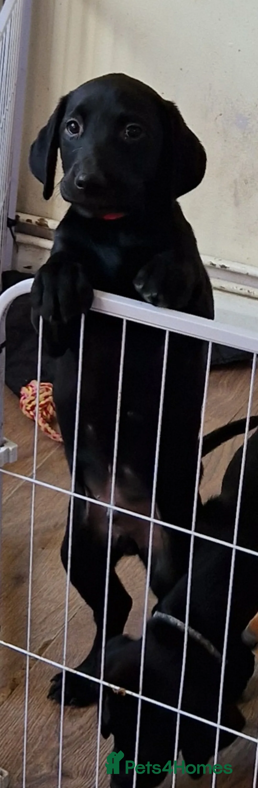 Labrador Retriever dogs for sale: Kc registered Labrador puppies  - Advert 2