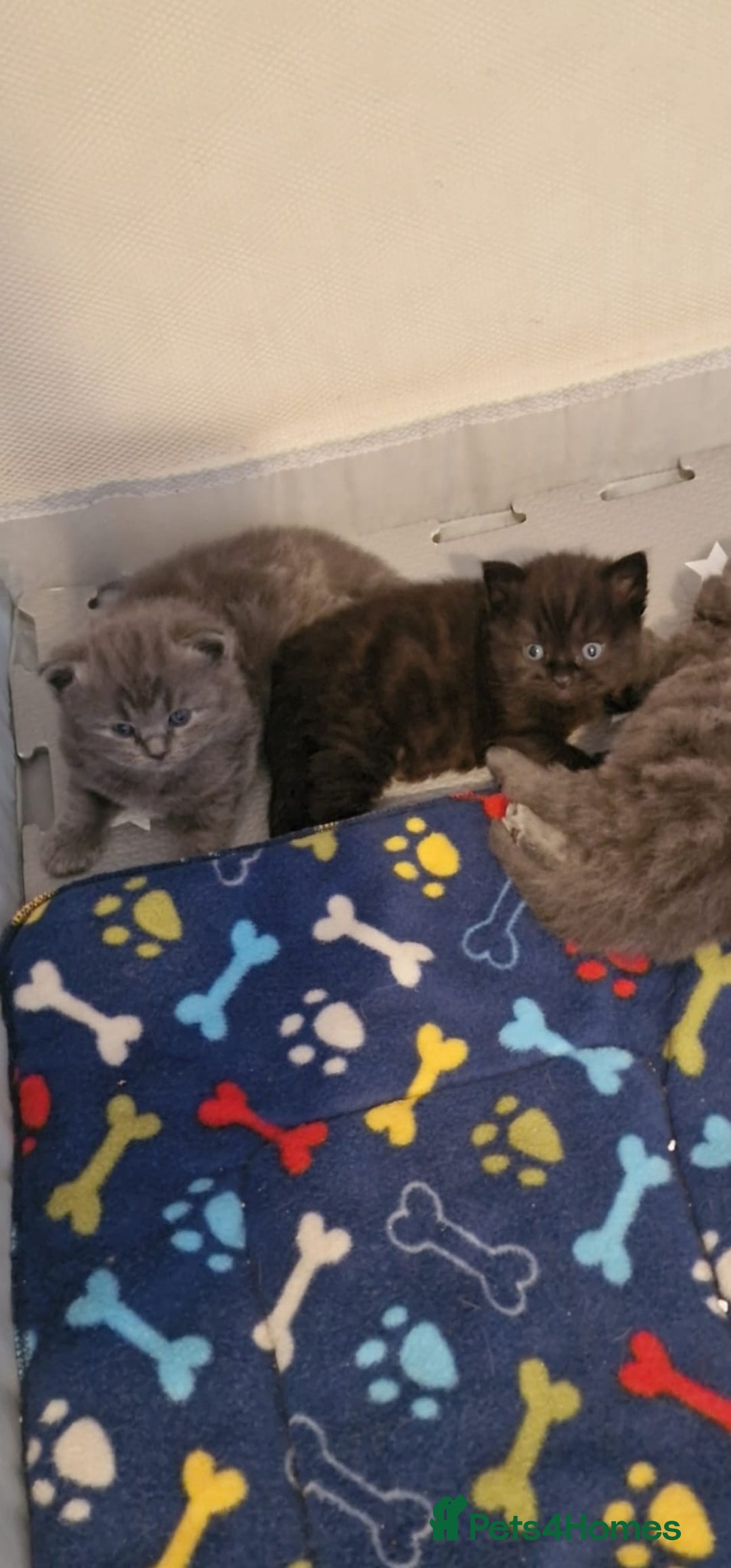 British Shorthair cats for sale: BEAUTIFUL BRITISH LONGHAIR/SHORTHAIR KITTENS - Image 8