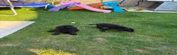 Cockapoo dogs for sale: Cockapoo puppies for sale 2 left  - Advert 4