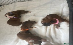 Boxer dogs for sale: Stunning Kc Boxer Puppies - Image 24