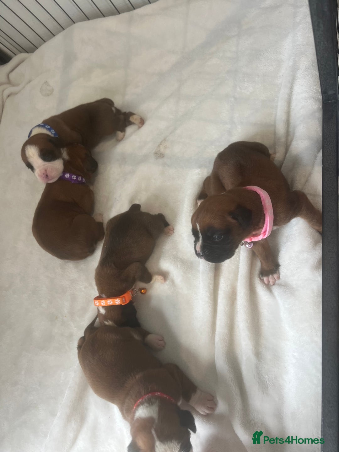 Boxer dogs for sale: Stunning Kc Boxer Puppies - Image 24