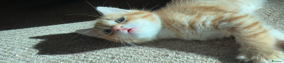 Mixed Breed Kitten 1