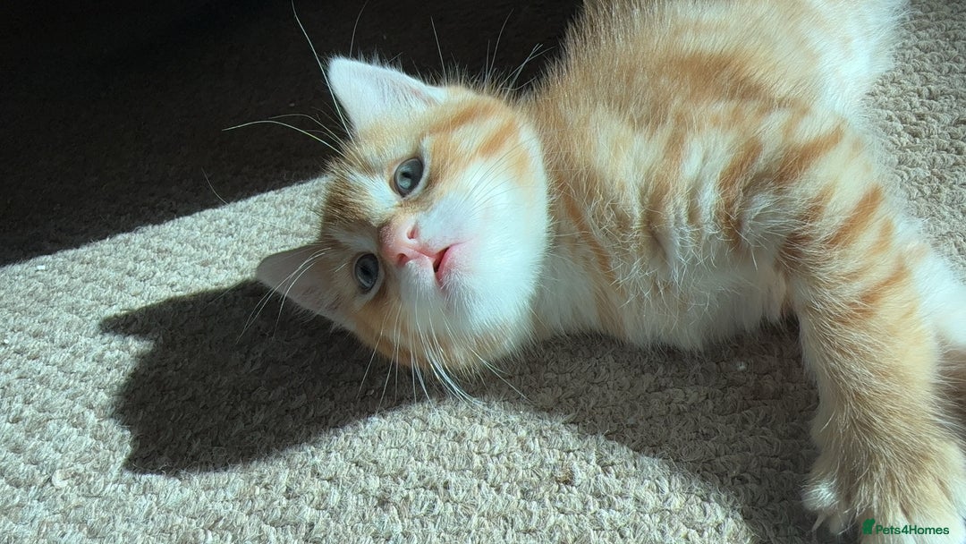 Mixed Breed cats for sale: 2 lovely kittens looking for a new home - Image 1