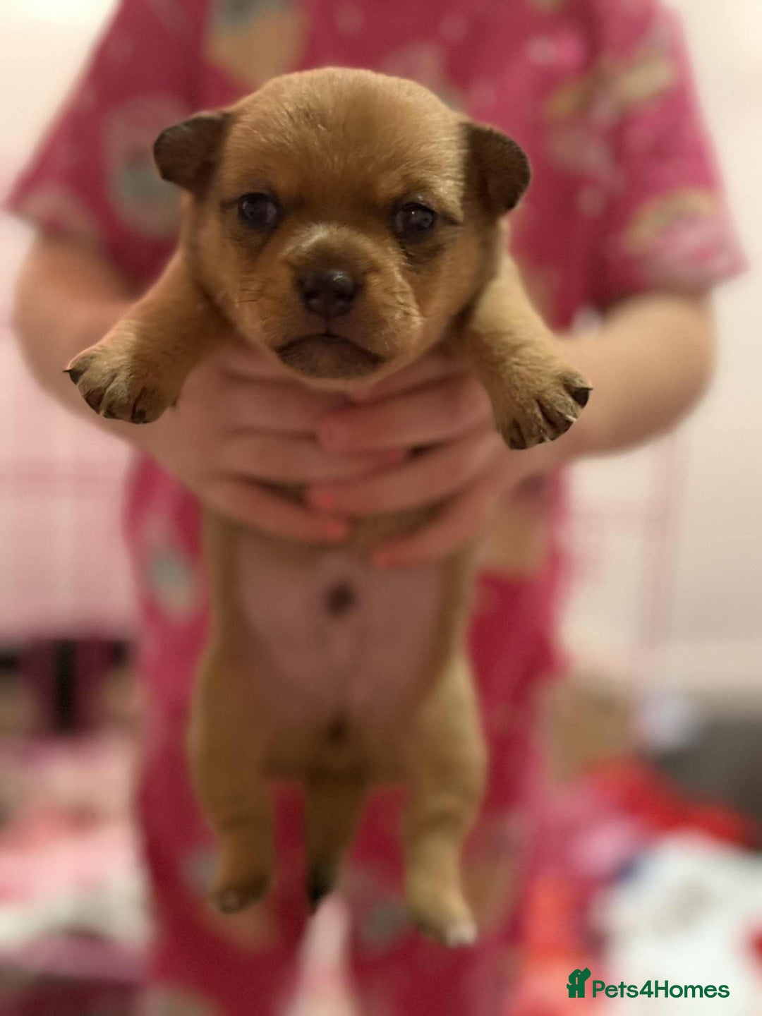Mixed Breed dogs for sale: 2 chihuahua x jack Russell  - Image 6