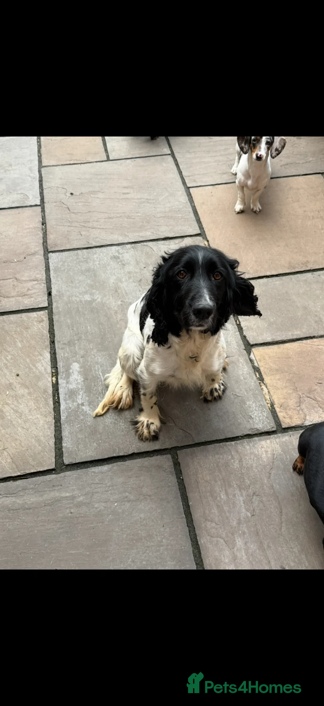 Mixed Breed dogs for sale: Sproodle Puppys for sale  in Aldershot - Advert 20