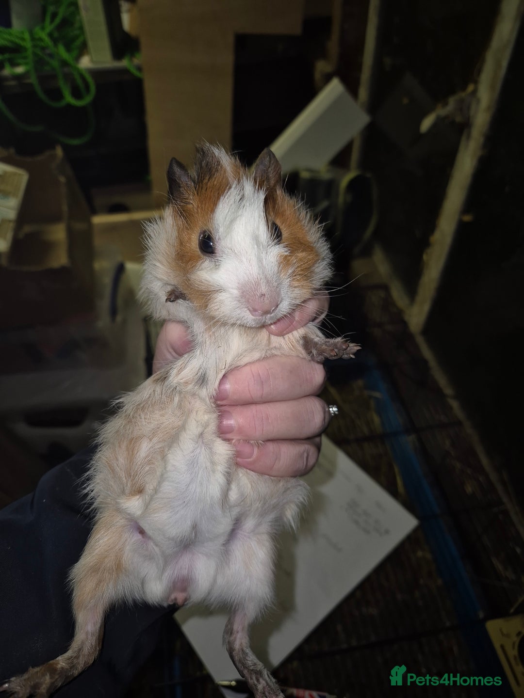Guinea Pig rodents for sale: 1 PAIR LEFT. Gorgeous baby Abyssinian guinea pigs - Advert 2