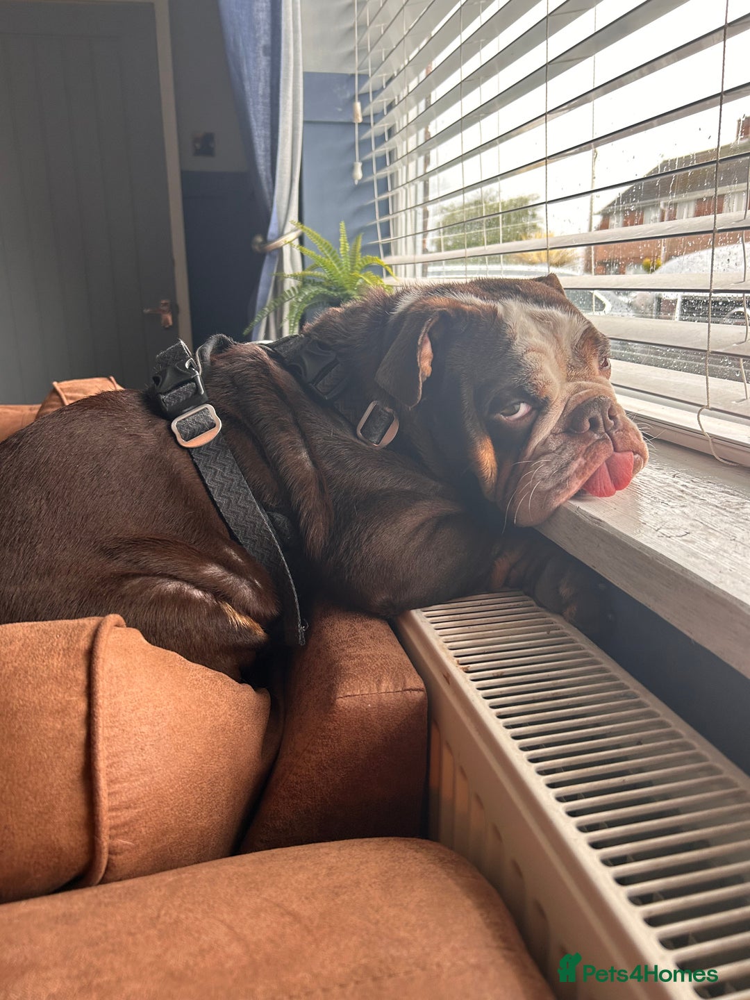 English Bulldog dogs for sale: 1 yr old British Bulldog girl  - Image 6