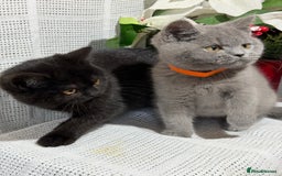 British Shorthair cats for sale: Adorable British shorthair kittens TICA - Image 3
