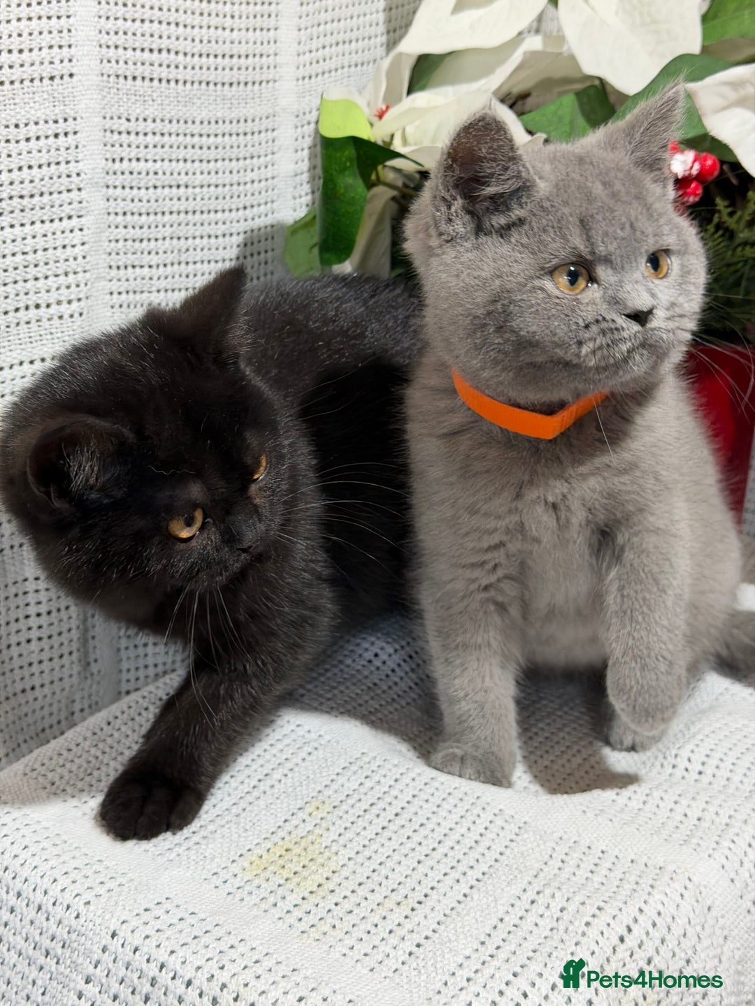 British Shorthair cats for sale: Adorable British shorthair kittens TICA - Image 3