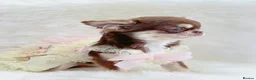 Chihuahua dogs for sale: Beautiful chocolate girl - Advert 4