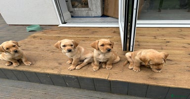 Labrador Retriever dogs - Advert 8