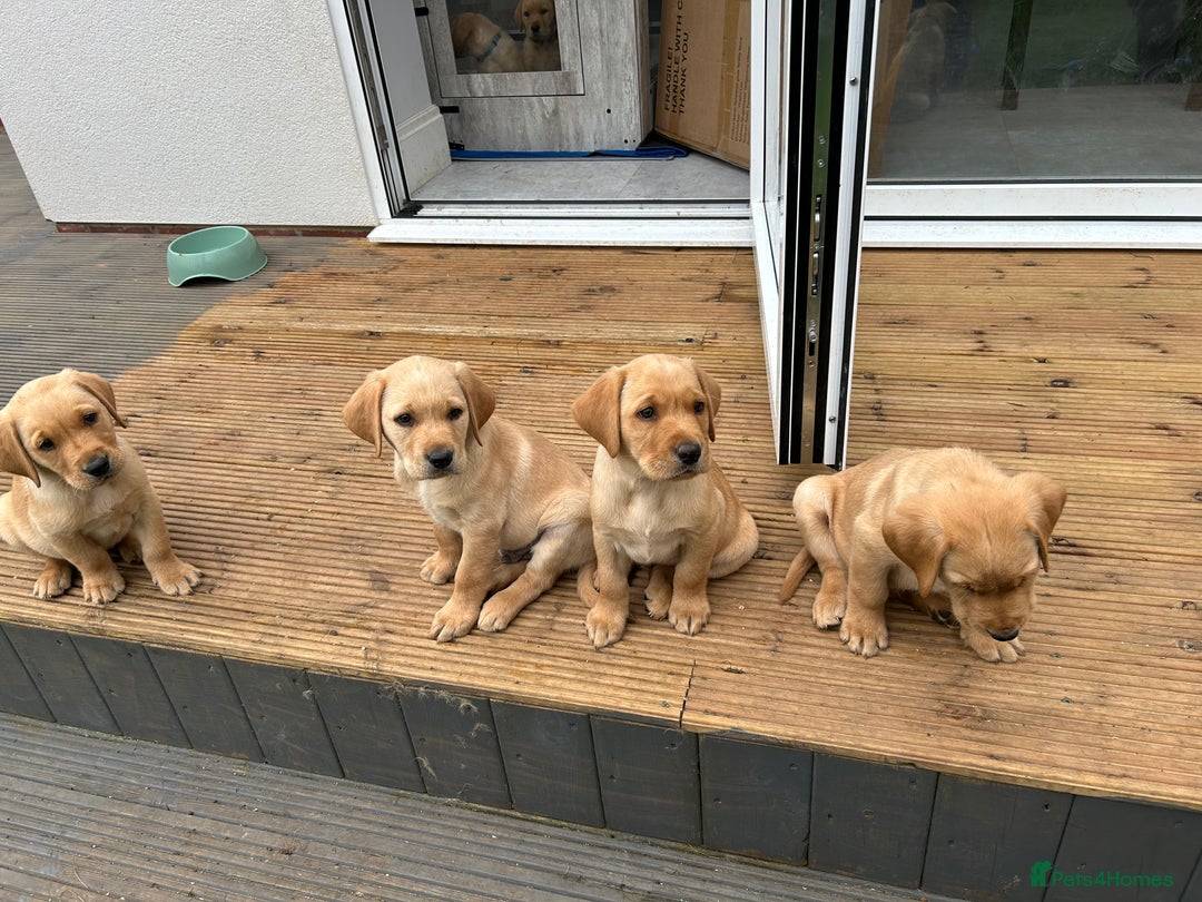 Labrador Retriever dogs for sale: Beautiful Labrador Puppies  - Image 1