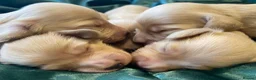 Miniature Dachshund dogs for stud: ⭐️⭐️👑👑 KING OF CREAMS 👑👑⭐️⭐️ - Advert 4