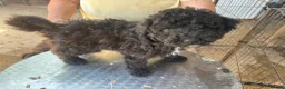 Poodle dogs for sale: Stunning Smaller Moyen Poodle puppies available - Advert 4