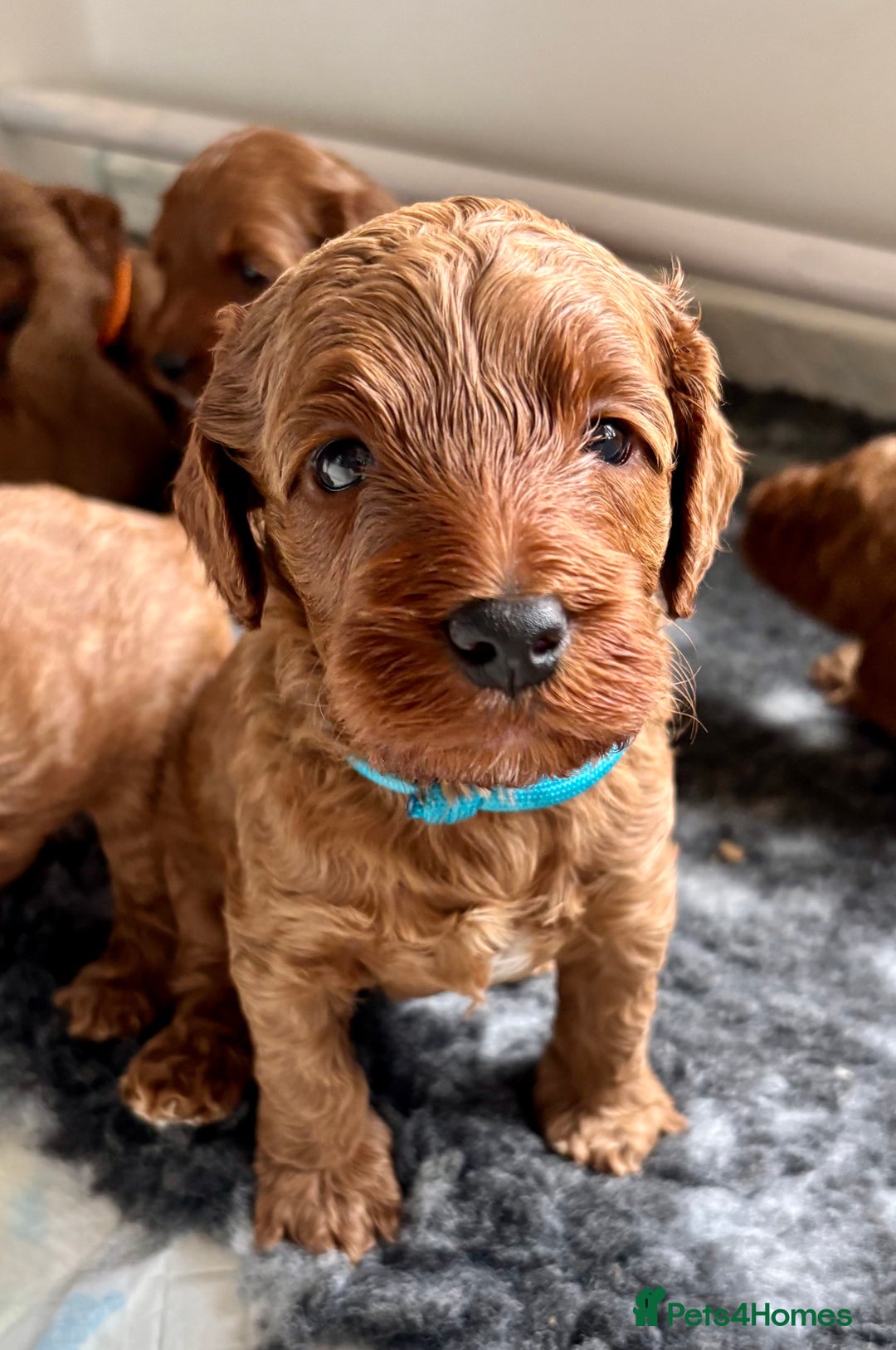 Cockapoo dogs for sale: Stunning Fox Red F1B Cockapoos only 1 girls left - Image 11