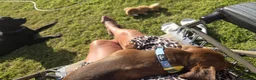 Miniature Dachshund dogs for sale: Beautiful Red boy - Advert 3
